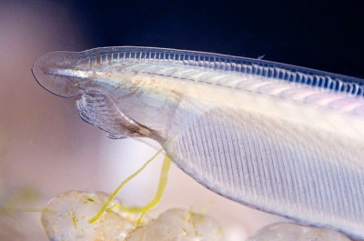 "Исходник" для позвоночных