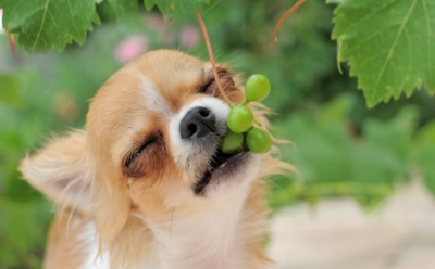 Может ли собака отравиться виноградом?