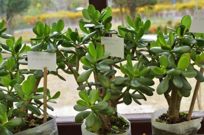 Какие комнатные растения принесут богатство, удачу и счастье: что лучше выращивать дома