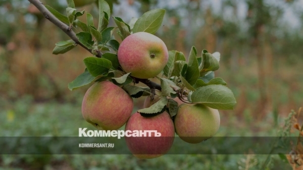 &laquo;Олимп Агро-Инвест&raquo; Корчевникова получил зелёный свет на использование чужих мощностей